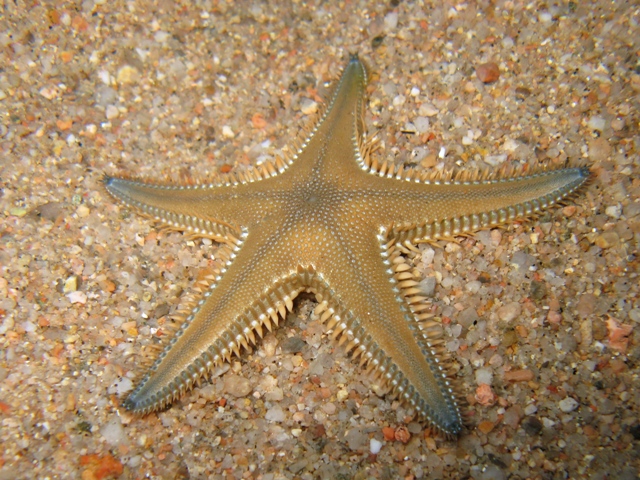 Guida allidentificazione del genere Astropecten