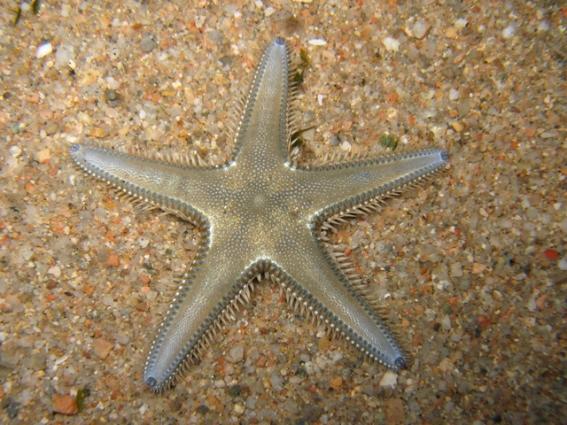 Astropecten platyacanthus (Philippi, 1837)