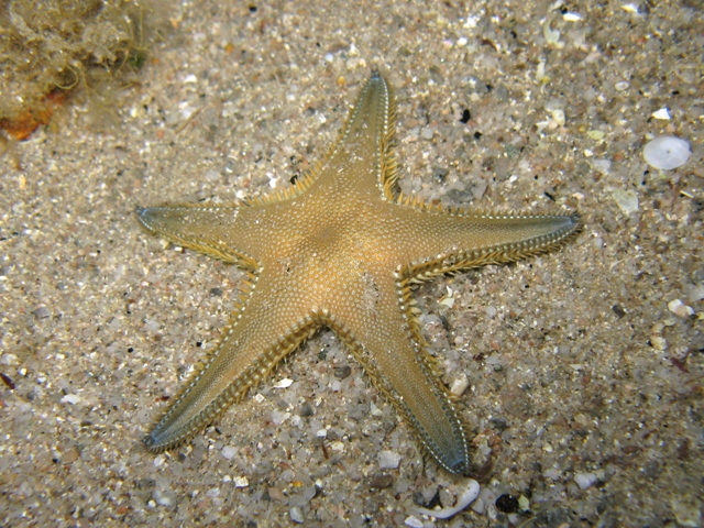 Astropecten platyacanthus (Philippi, 1837)