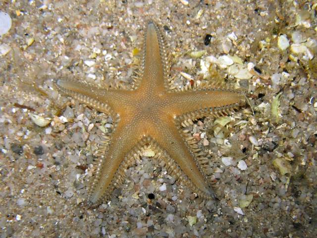 Astropecten platyacanthus (Philippi, 1837)