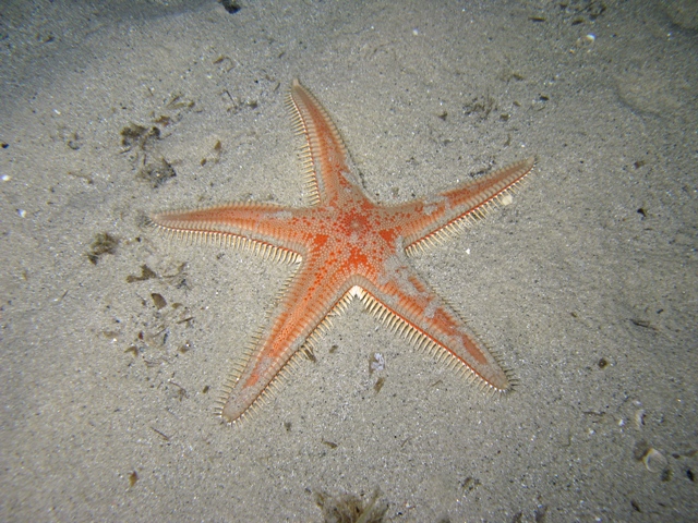 Astropecten aranciacus (Linnaeus, 1758)