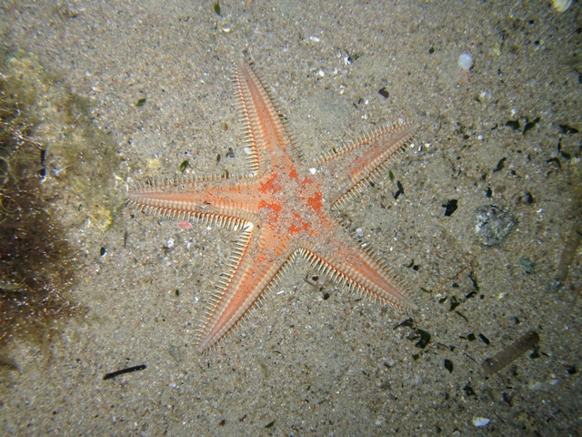 Astropecten aranciacus (Linnaeus, 1758)