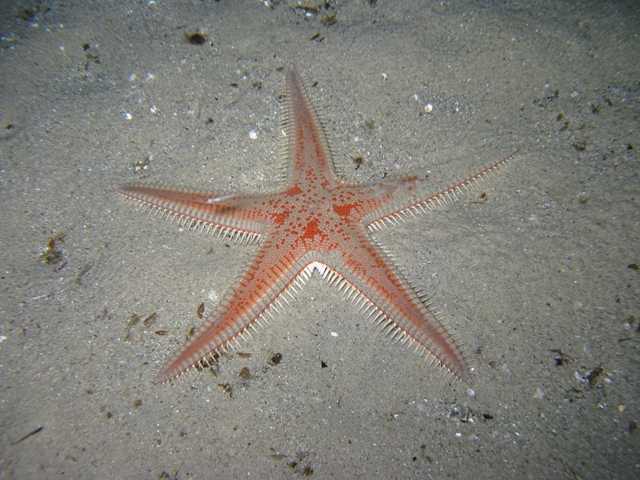 Astropecten aranciacus (Linnaeus, 1758)