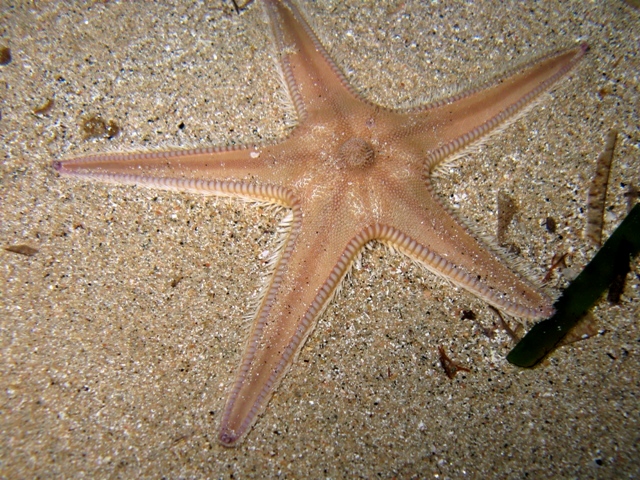 Astropecten irregularis (Pennant, 1777)