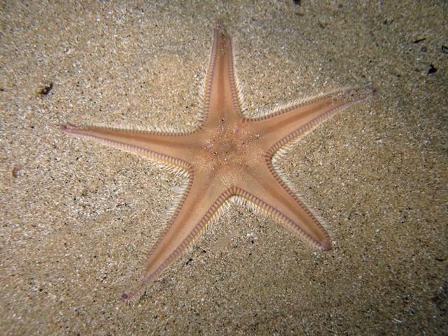 Astropecten irregularis (Pennant, 1777)