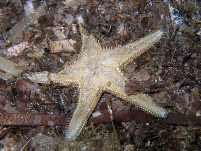 Astropecten platyacanthus (Philippi, 1837)
