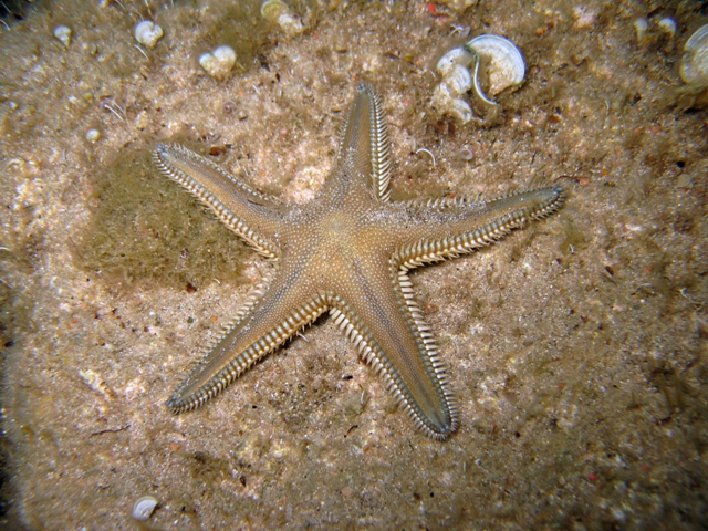 Astropecten platyacanthus (Philippi, 1837)
