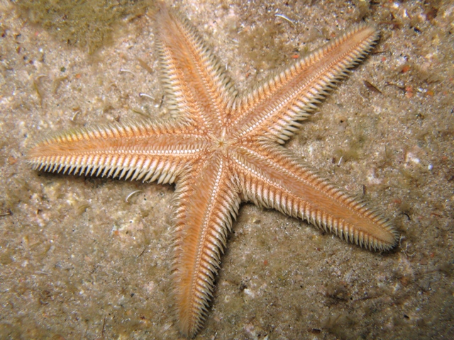 Astropecten platyacanthus (Philippi, 1837)