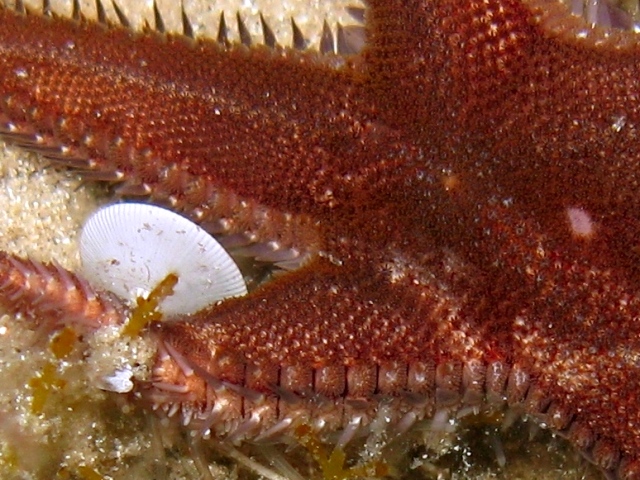 Astropecten spinulosus (Philippi, 1837)