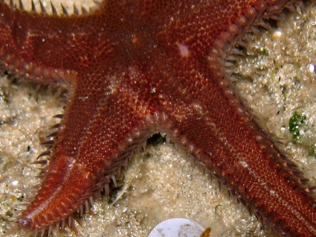 Astropecten spinulosus (Philippi, 1837)