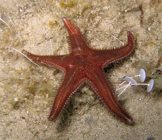 Astropecten spinulosus (Philippi, 1837)