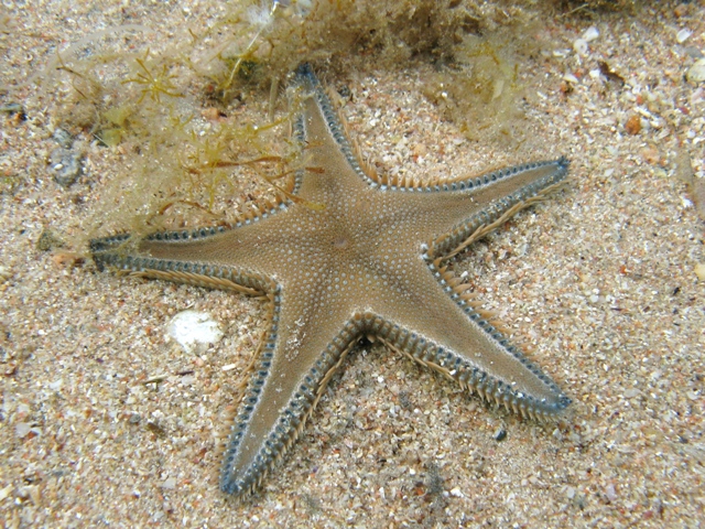 Astropecten platyacanthus (Philippi, 1837)