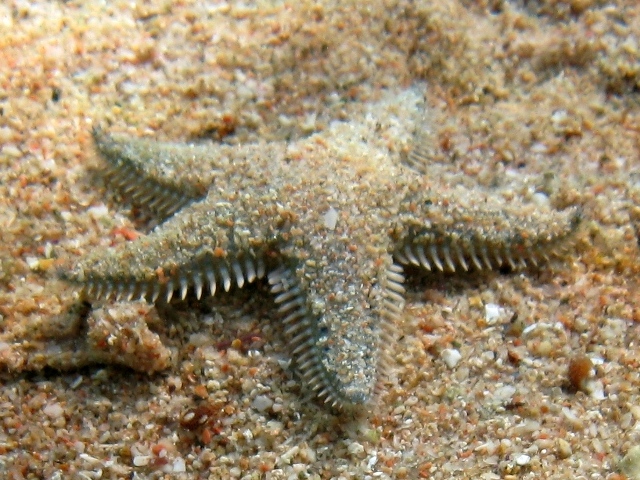 Astropecten platyacanthus (Philippi, 1837)