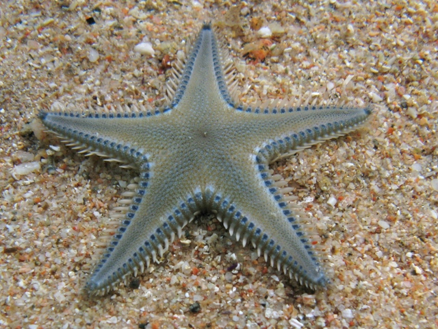 Astropecten platyacanthus (Philippi, 1837)