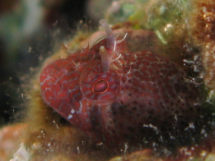 Parablennius zvonimiri (dettaglio tentacoli intermedi)