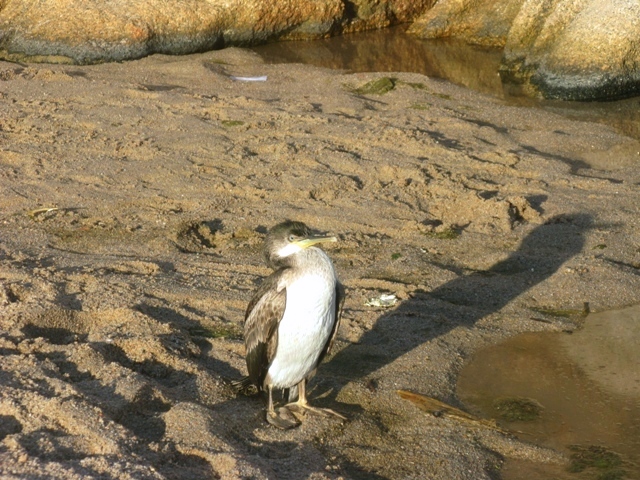 Aiuto determinazione uccello marino