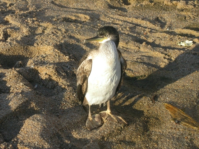 Aiuto determinazione uccello marino