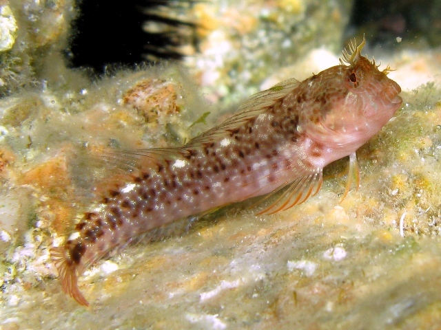 Parablennius zvonimiri (dettaglio tentacoli intermedi)