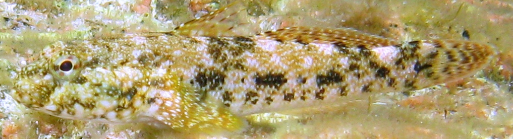 Gobius cobitis