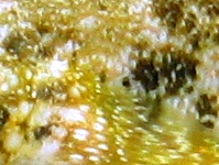 Gobius cobitis