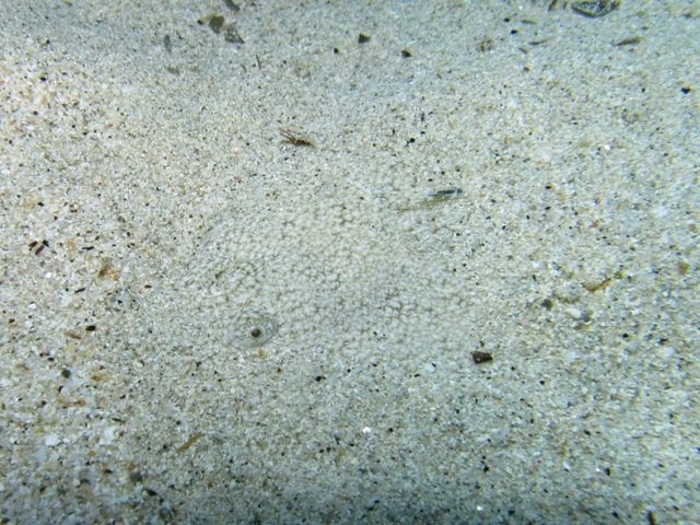 Pegusa sp.