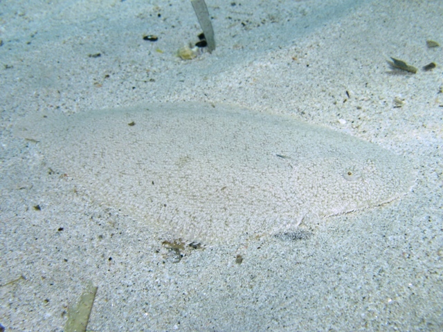 Pegusa sp.