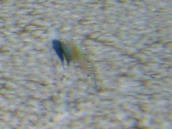 Pegusa sp.