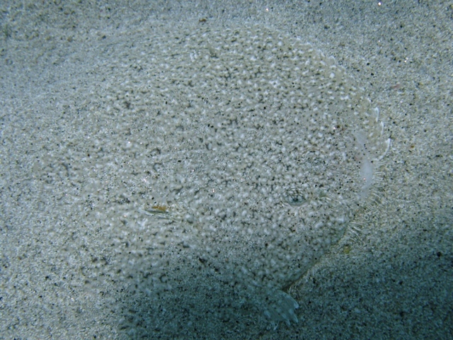 Pegusa sp.