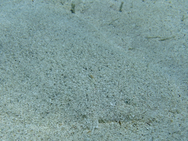 Pegusa sp.