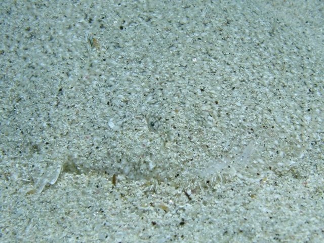 Pegusa sp.