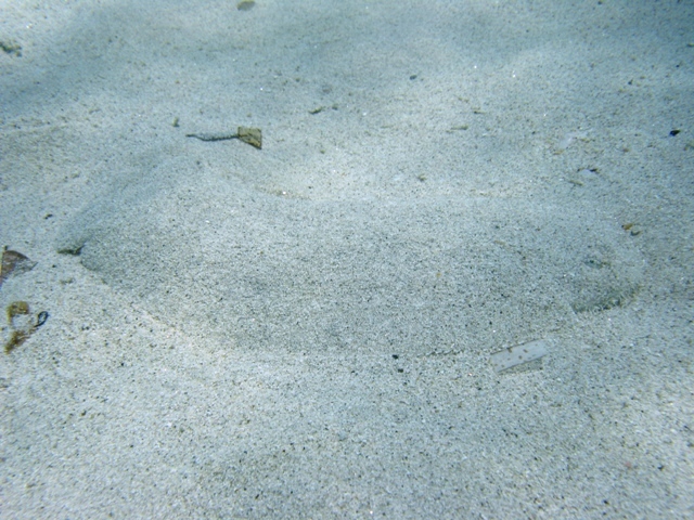Pegusa sp.