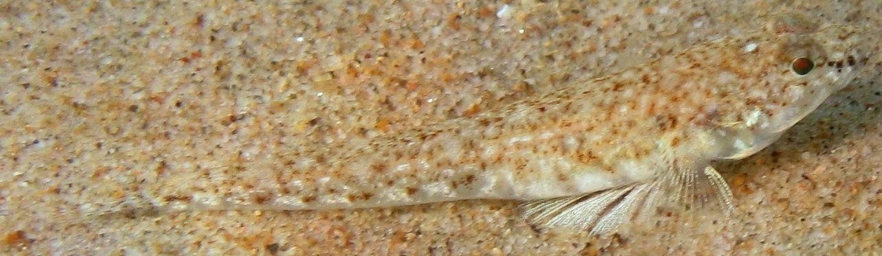 Pomatoschistus marmoratus