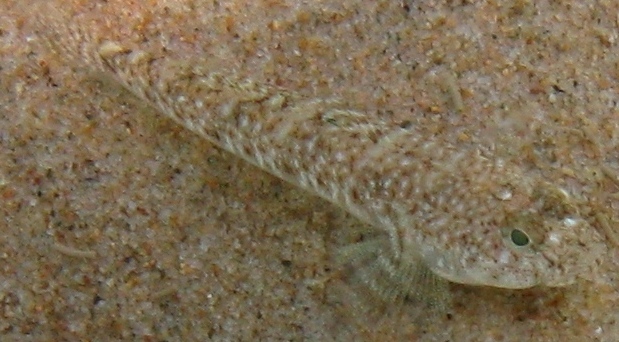 Pomatoschistus marmoratus