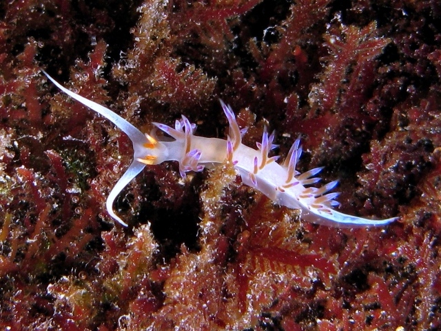 Cratena peregrina