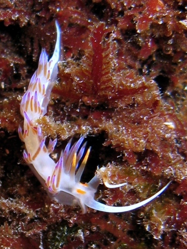 Cratena peregrina