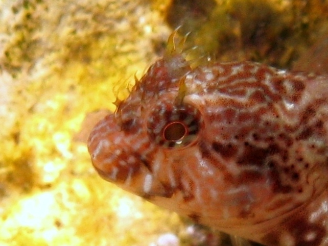 Parablennius zvonimiri (dettaglio tentacoli intermedi)