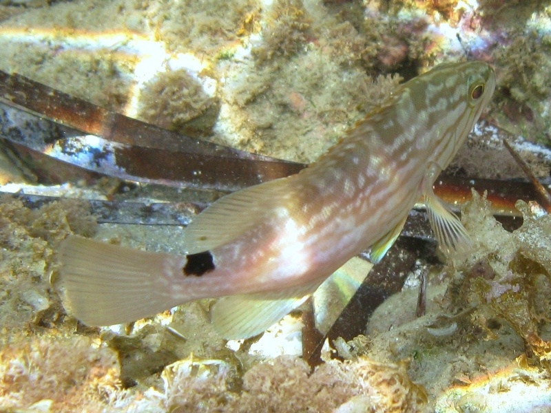 Serranide da identificare? (Mycteroperca rubra)