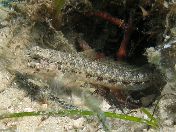 Gobius couchi (Miller & El-Tawil, 1974)