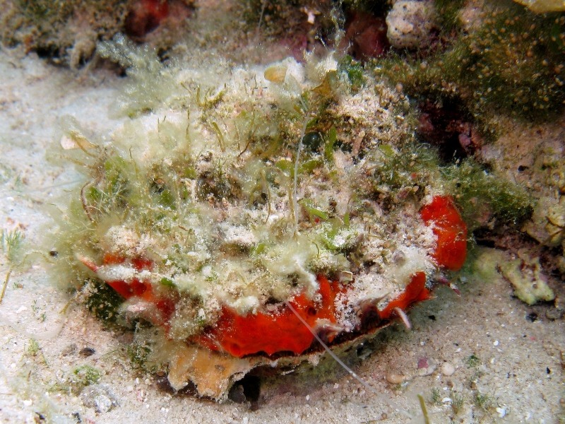 Spondylus sp.