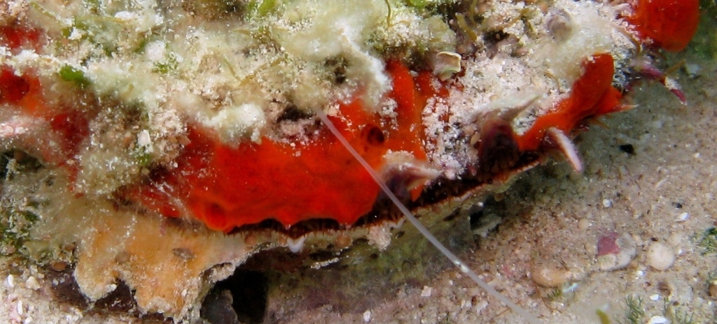 Spondylus sp.