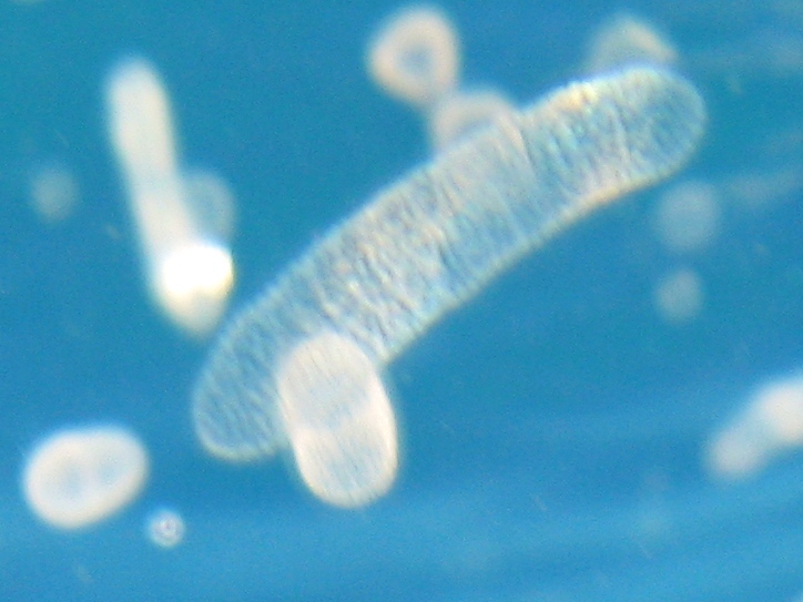 Collozoum sp.