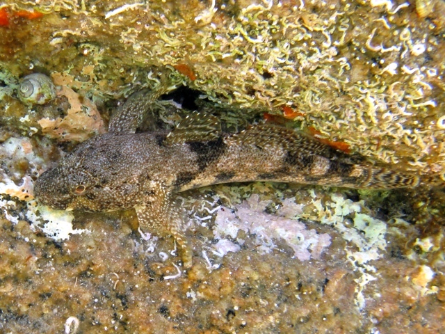 Gobius cobitis