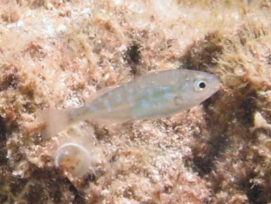 Giovanili vari