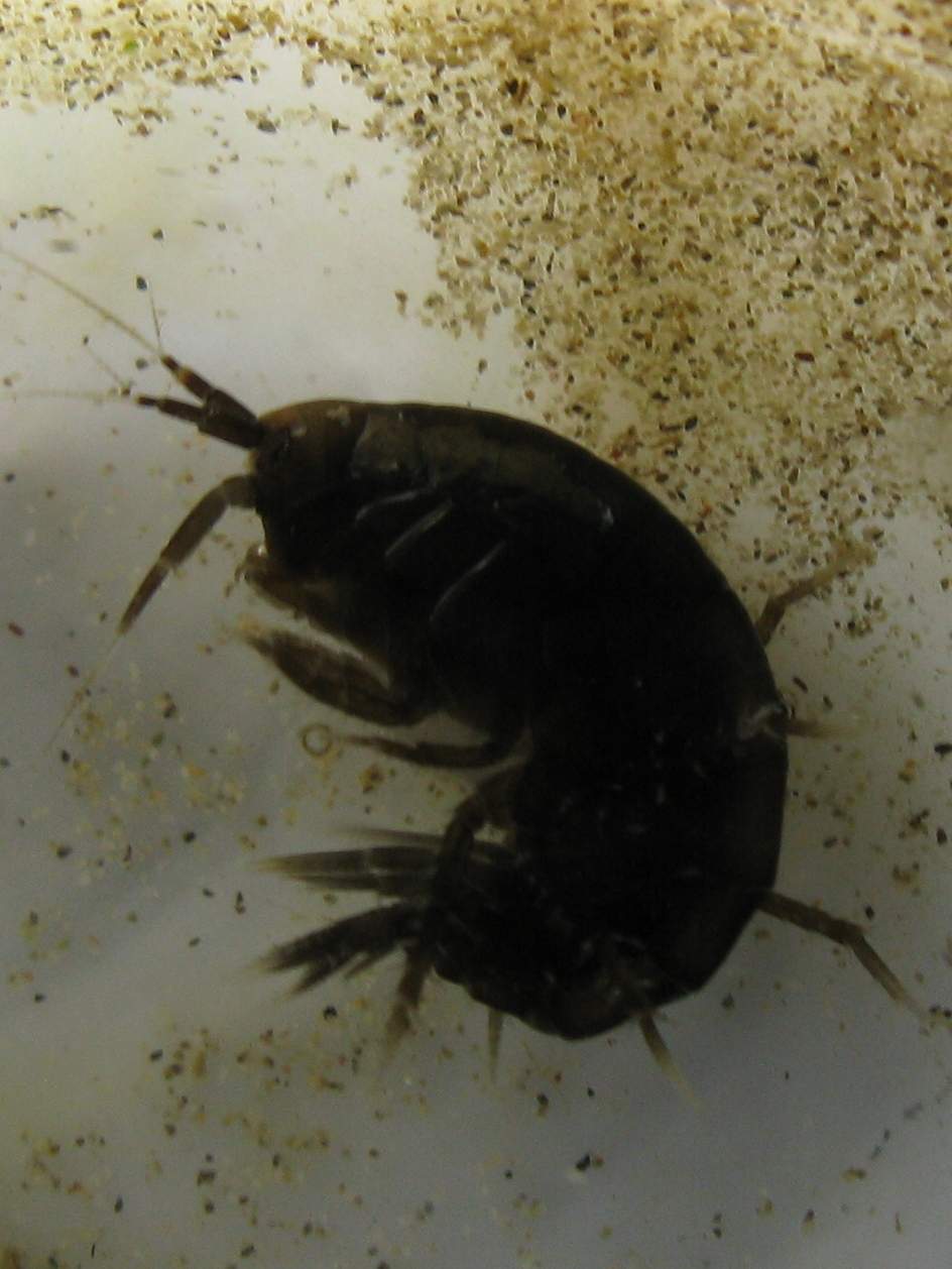 Caorle: aiuto identificazioni anfipodi , forum natura mediterraneo ... Pulce nera