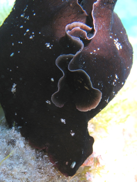 Aplysia fasciata (Poiret, 1789)