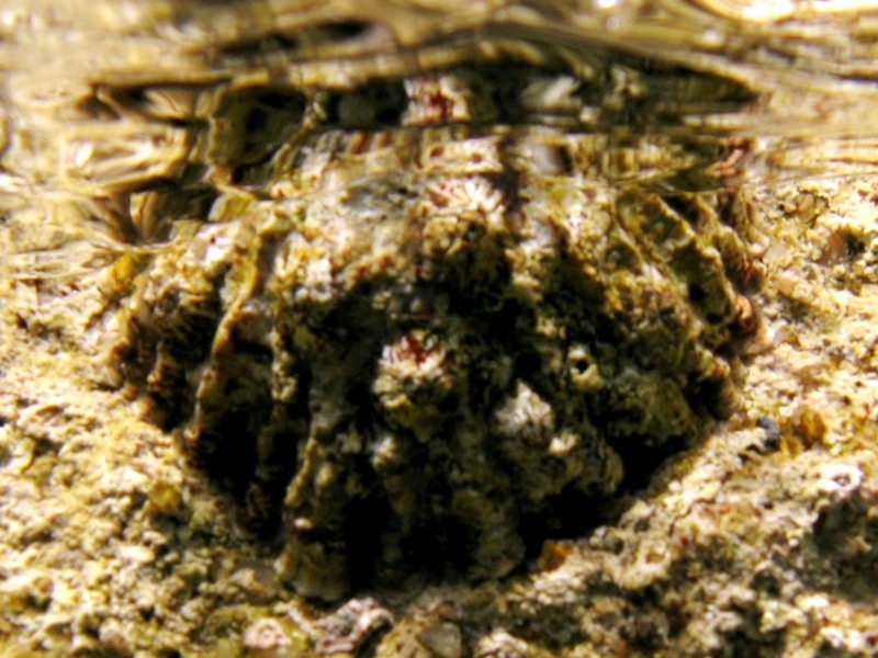 Patella ferruginea