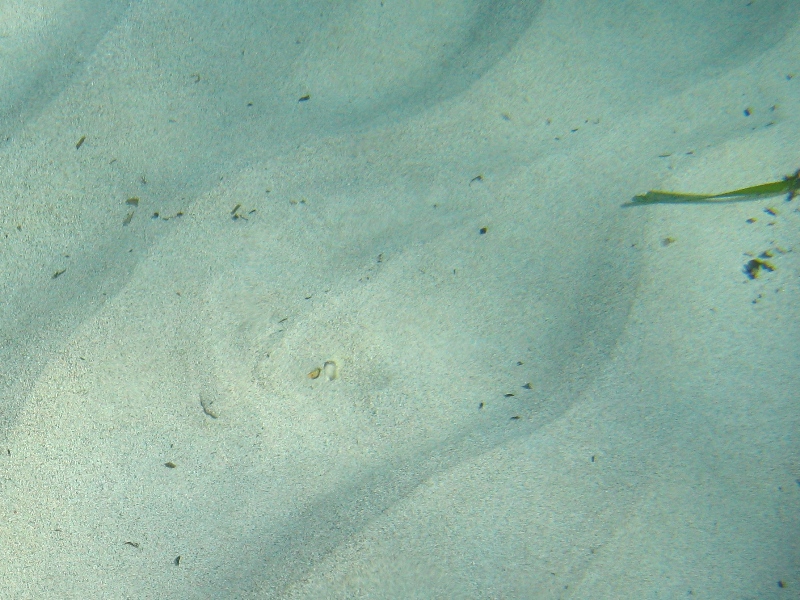 Orme sulla sabbia 2... (Torpedo torpedo)