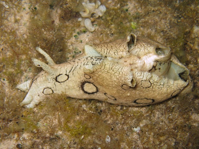 Mollusca - Aplysia dactylomela Rang, 1828