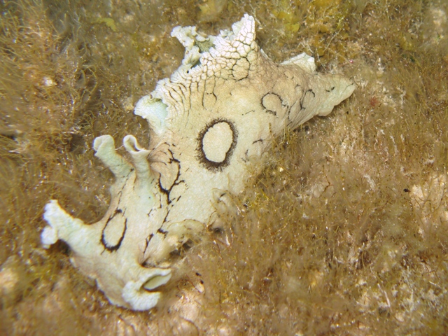 Mollusca - Aplysia dactylomela Rang, 1828