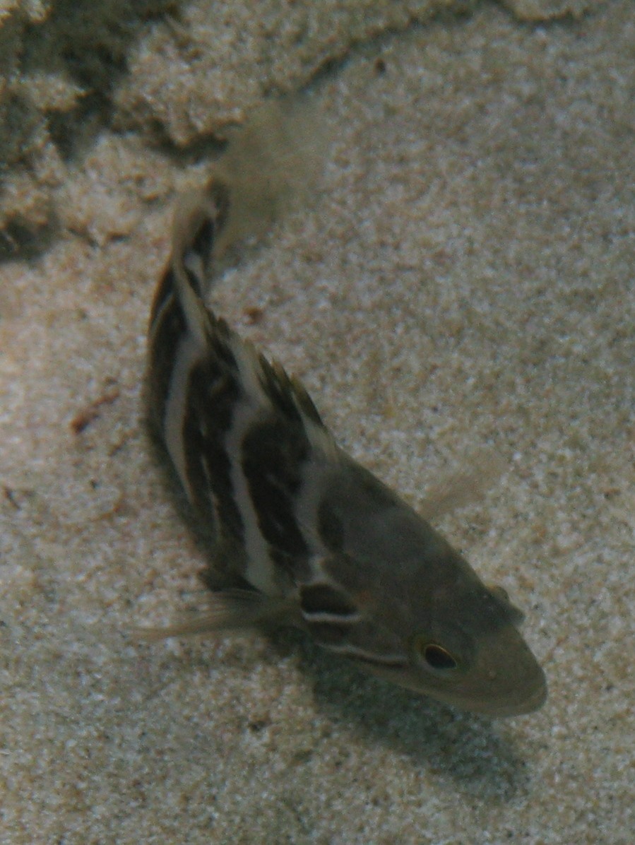 Epinephelus costae (Dotto o Cernia dorata)